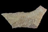 Ordovician Graptolite (Araneograptus) Plate - Morocco #126412-1